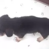 ミックス(ダックスフンド×柴犬)【茨城県・男の子・2025年8月30日・ブラック&タン】の写真5