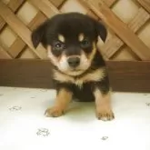 ミックス(ダックスフンド×柴犬)【茨城県・男の子・2025年8月30日・ブラック&タン】の写真7