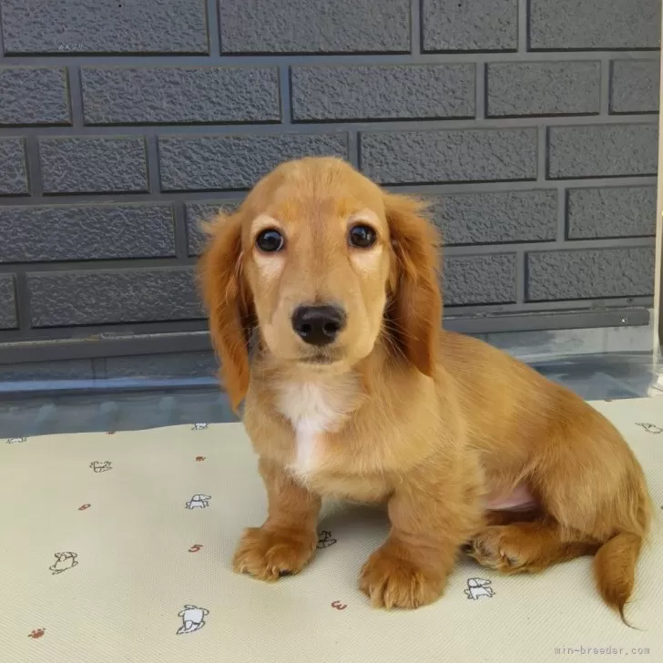 ID:2312-00177の子犬