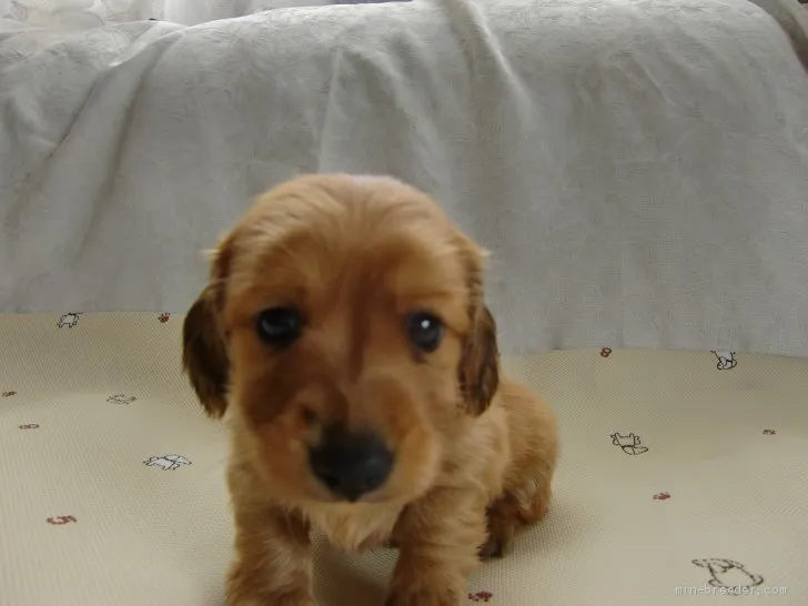 ID：1905-01064の子犬