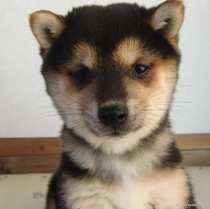 ID:2311-02323の子犬