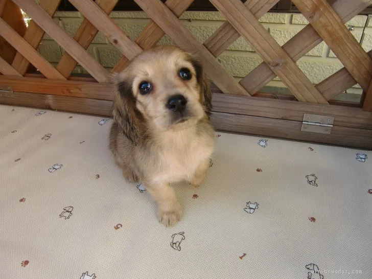 ID:1911-01701の子犬