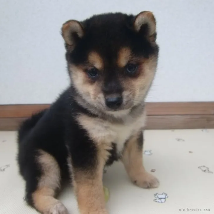 ID:2311-02313の子犬