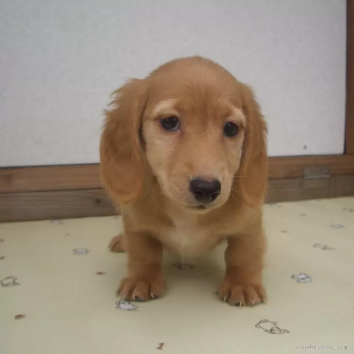 ID：2410-03455の子犬