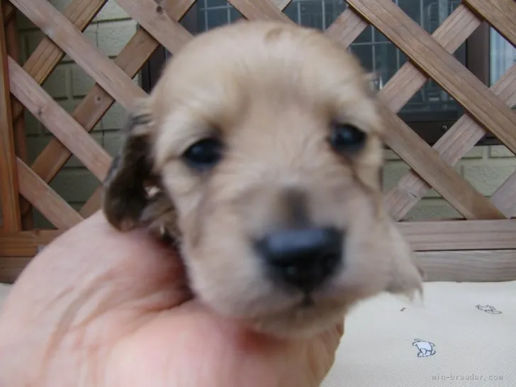 ID:1911-01702の子犬