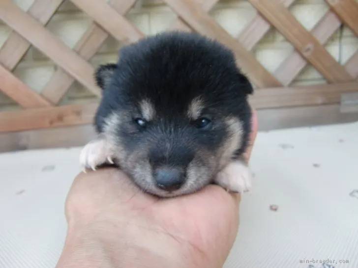 ID:1909-03125の子犬