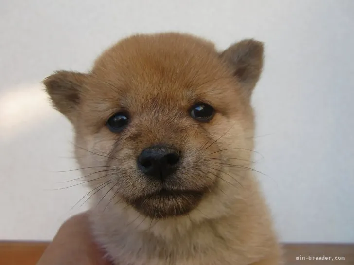 ID：2111-02894の子犬