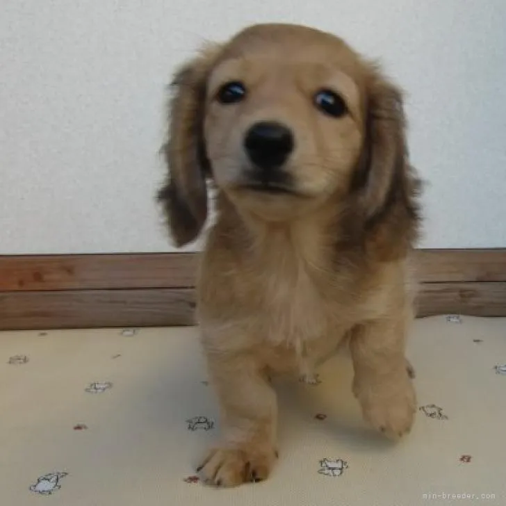 ID:2210-02240の子犬