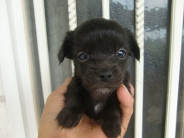 ミックス(チワワ×ダックス)【茨城県・女の子・2021年5月10日・ブラックソリット】の写真「父:チワワ×母:ダックス　可愛い女の子」