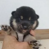 柴犬(標準サイズ)【茨城県・女の子・2023年6月18日・黒】の写真1「7/6撮影」
