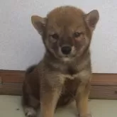 柴犬(標準サイズ)【茨城県・男の子・2024年8月23日・赤】の写真1