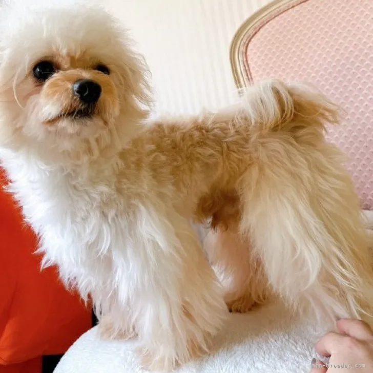 ID:2212-03583の子犬