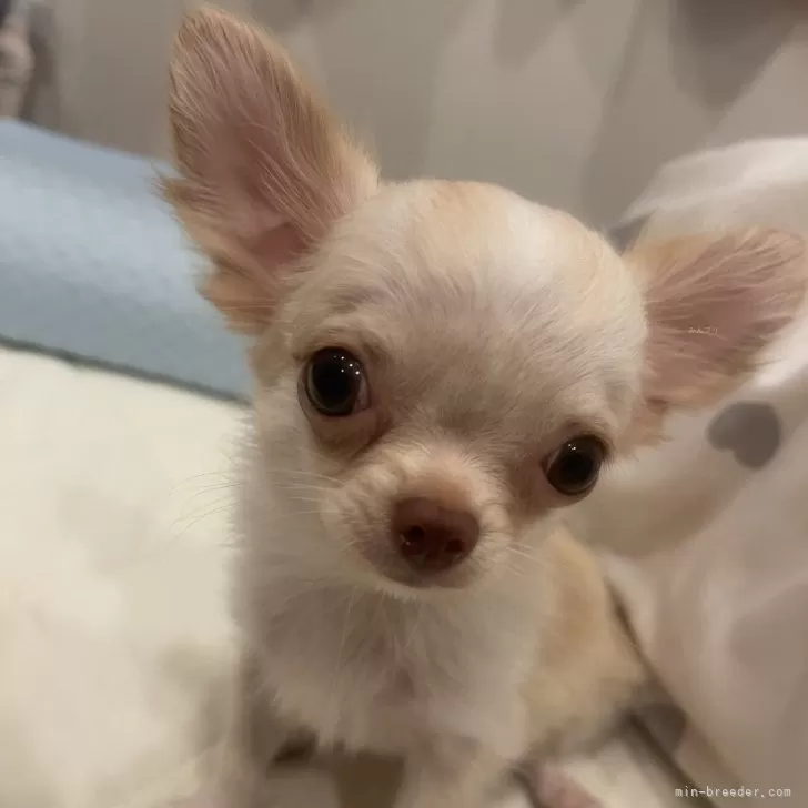 ID:2409-07342の子犬