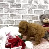 タイニープードル【埼玉県・女の子・2025年9月8日・レッド】の写真11