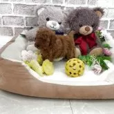 タイニープードル【埼玉県・男の子・2025年11月3日・レッド】の写真11