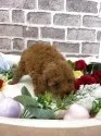 トイプードル(トイ)【埼玉県・女の子・2025年3月25日・レッド】の写真11