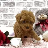 タイニープードル【埼玉県・女の子・2025年9月8日・レッド】の写真13