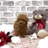 タイニープードル【埼玉県・女の子・2025年9月8日・レッド】の写真14