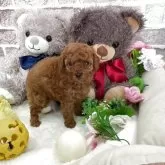 タイニープードル【埼玉県・男の子・2025年11月3日・レッド】の写真14