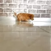 ティーカッププードル【埼玉県・女の子・2025年9月22日・アプリコット】の写真13