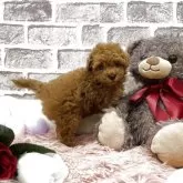 タイニープードル【埼玉県・女の子・2025年9月8日・レッド】の写真3