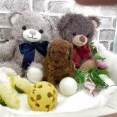 タイニープードル【埼玉県・男の子・2025年11月3日・レッド】の写真4