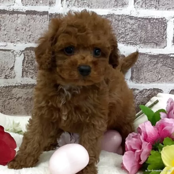ID:2505-07631の子犬