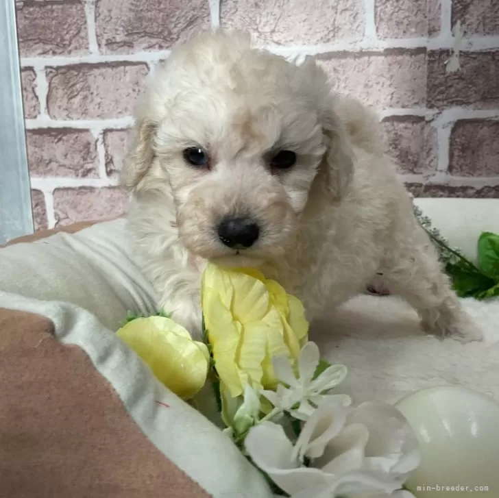 ID:2502-04526の子犬
