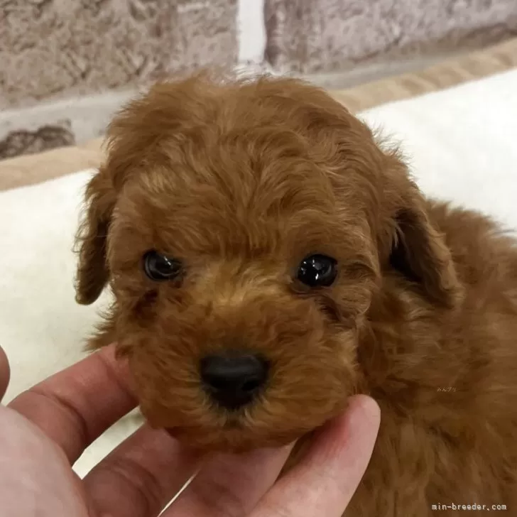 ID：2507-00880の子犬