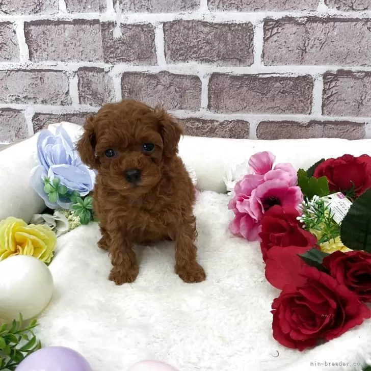 F 様のお迎えした子犬