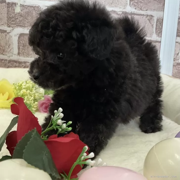 ID:2501-01415の子犬