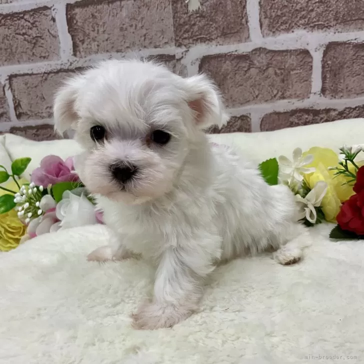 ID:2502-01441の子犬