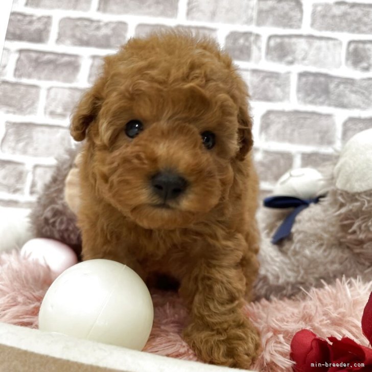 ★特選一連★多感な時期の子供たちに♡【グリーンルチル7.5mmラウンド連】❤️ 期間限定】Wednesdays Child ALL TYPE Pre-Order ｜DOLK（ドルク）