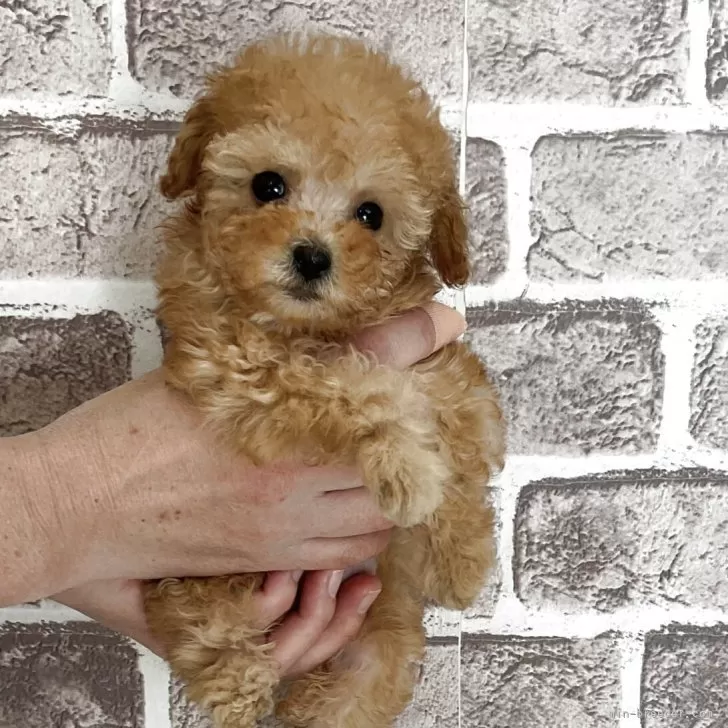 ティーカッププードル【埼玉県・女の子・2025年9月22日・アプリコット】の写真1「体重410g とても小柄ですが元気に遊びご飯をもりもり食べて元気に成長中です。」