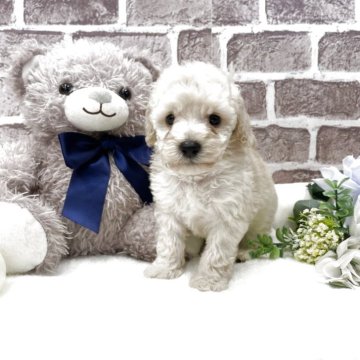 トイプードル(トイ)【埼玉県・女の子・2025年9月10日・ホワイト】の写真「お遊び大好き元気なホワイトの女の子🌟🌟」