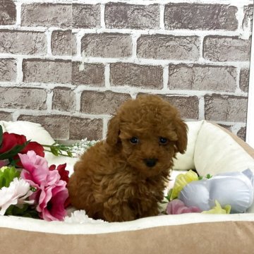 トイプードル(トイ)【埼玉県・女の子・2025年3月25日・レッド】の写真「可愛いお顔の女の子✨」