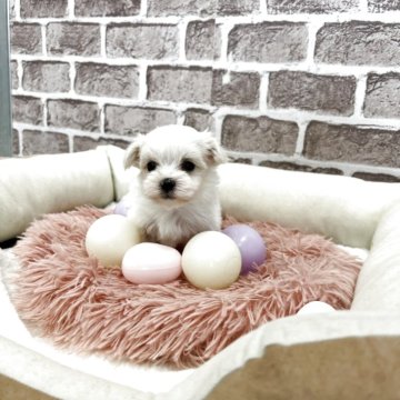 マルチーズ【埼玉県・男の子・2025年7月17日・ホワイト】の写真「お目目が大きくてキリリとした顔立ちのイケメン君🌟」