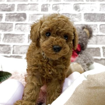 タイニープードル【埼玉県・女の子・2025年9月8日・レッド】の写真「キュートな顔立ちの女の子🌟🌟」