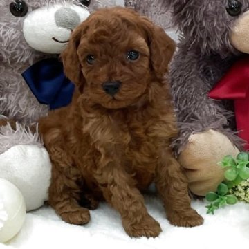 トイプードル(トイ)【埼玉県・男の子・2025年11月3日・レッド】の写真「優しい顔立ちの男の子🤩」