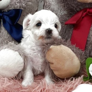 マルチーズ【埼玉県・女の子・2025年10月25日・ホワイト】の写真「✨キュートなプリンセス💖🥰」