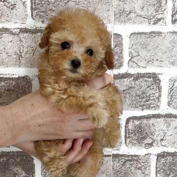 トイプードル(ティーカップ)【埼玉県・女の子・2025年9月22日・アプリコット】の写真「410g  とても小柄で可愛いティーカップの女の子」