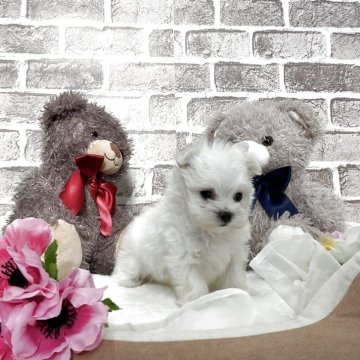 マルチーズ【埼玉県・女の子・2025年9月16日・ホワイト】の写真「小柄で可愛い女の子🌟🌟」