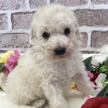 トイプードル(タイニー)【埼玉県・男の子・2025年1月11日・ホワイト】の写真「プリティーボーイ🥰」