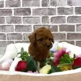 タイニープードル