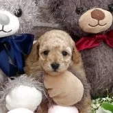 トイプードル(トイ)