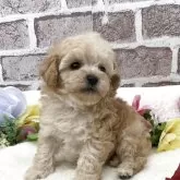 タイニープードル