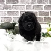 タイニープードル