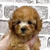 タイニープードル