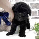 タイニープードル