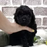 タイニープードル